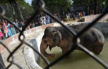elephant kavaan