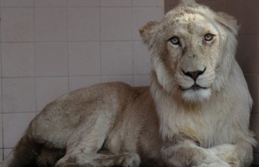 lahore zoo auction
