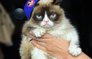 grumpy cat died