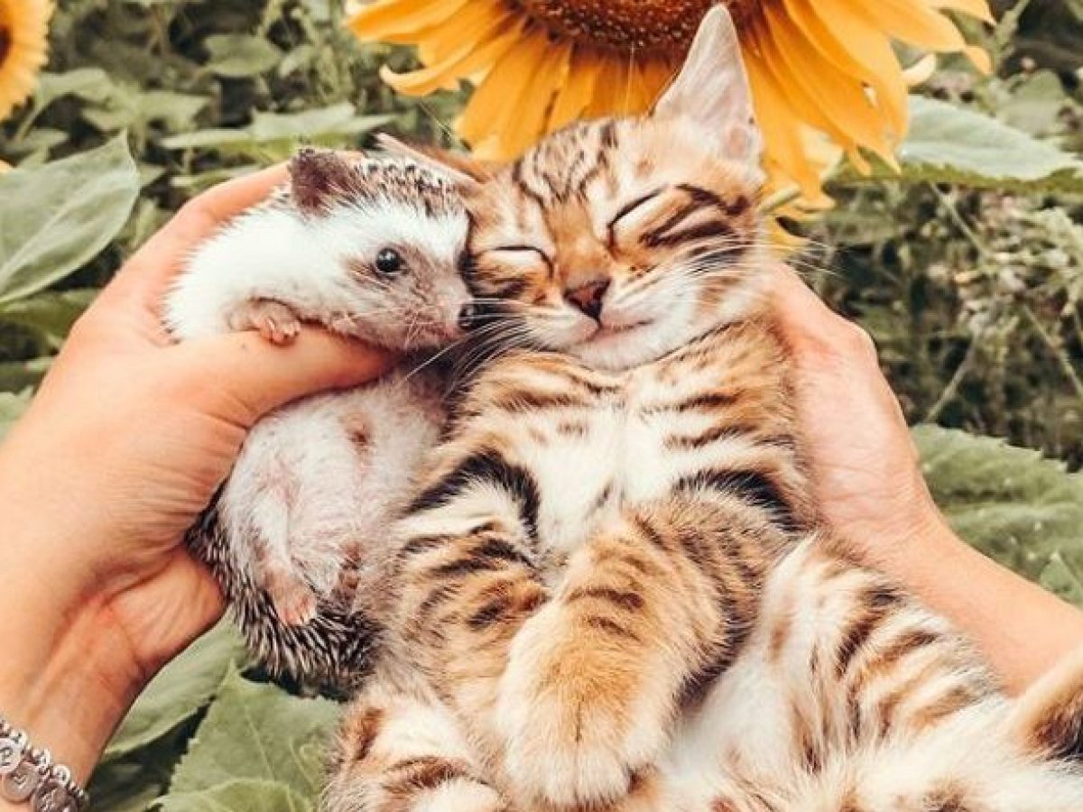 10 of the most wholesome animal accounts on Instagram 