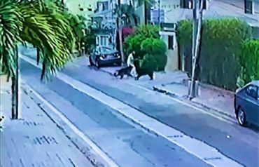 dog attack karachi