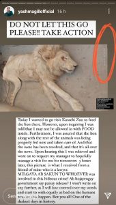 karachi zoo lion